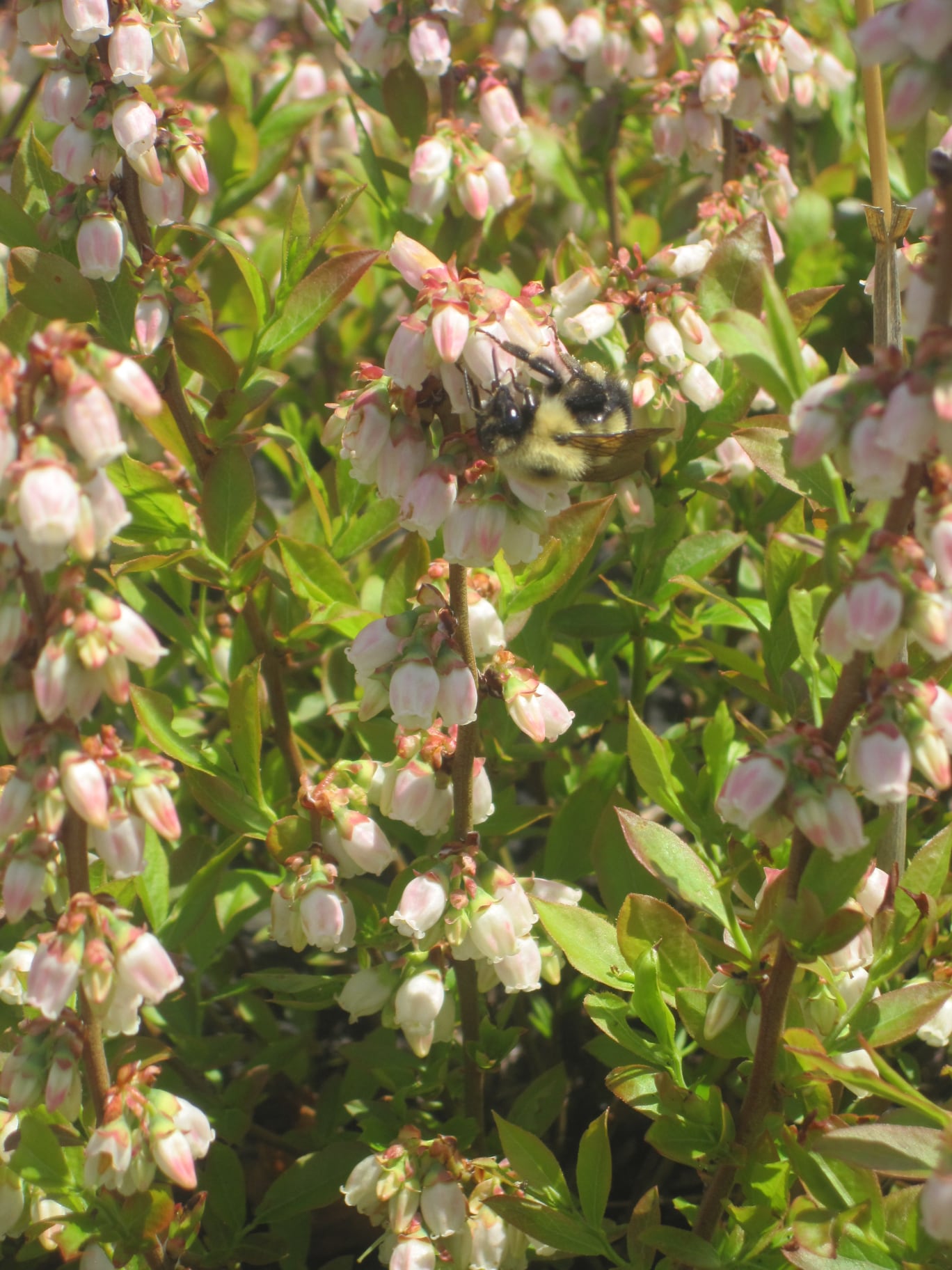 bumble bee on blueberry flowers