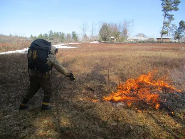 burning blueberries with propane