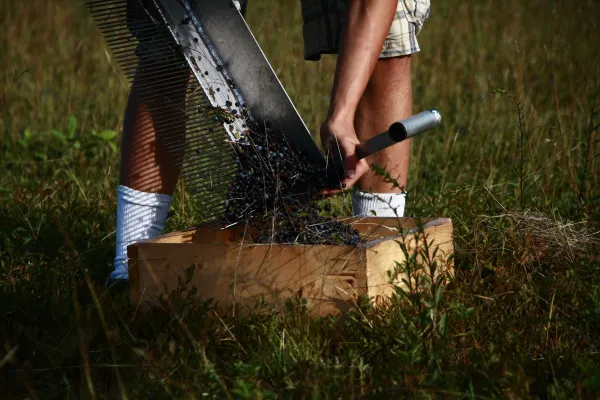 lowbush blueberries harvesting the benson place