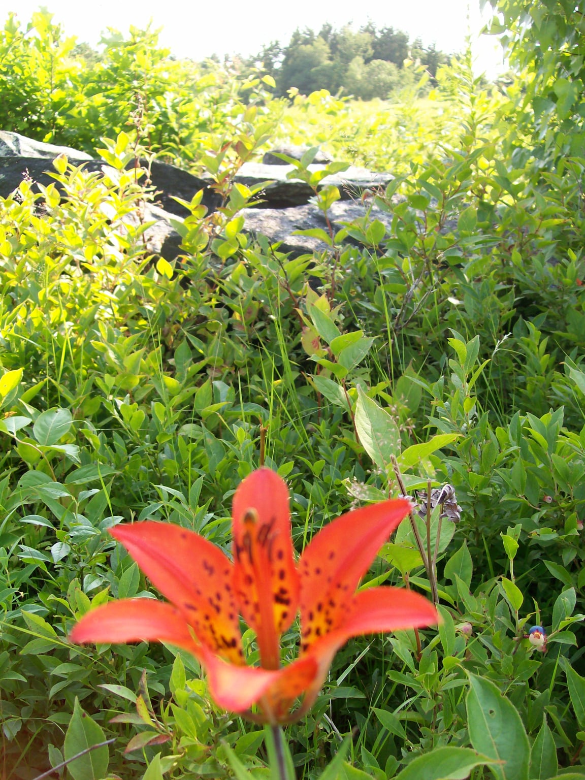 canada lily at the benson place